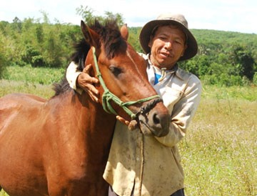 Dieu it biet ve loai ngua &quot;noi danh&quot; trong chien tran Viet Nam-Hinh-11