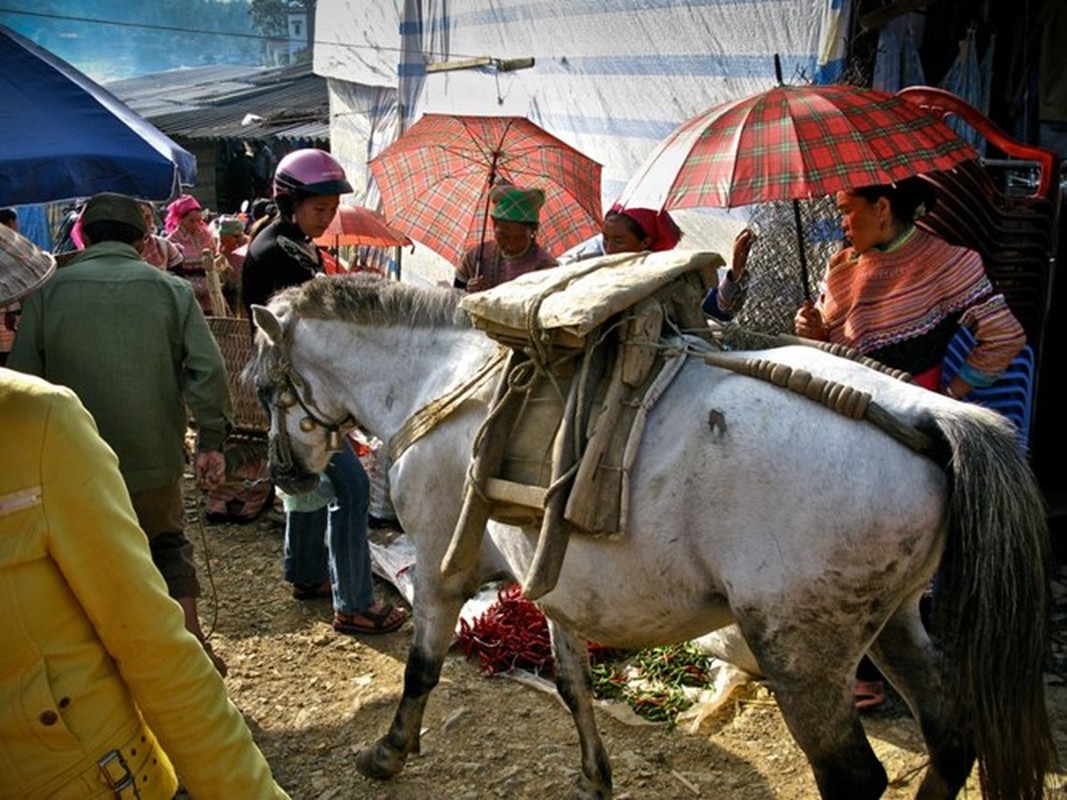 Dieu it biet ve loai ngua &quot;noi danh&quot; trong chien tran Viet Nam-Hinh-7