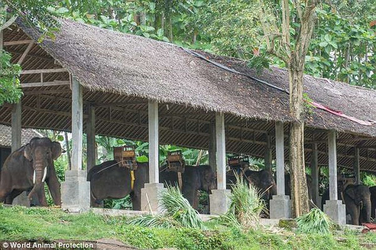 Xot xa dong vat bi nguoc dai tai “thien duong” du lich-Hinh-8