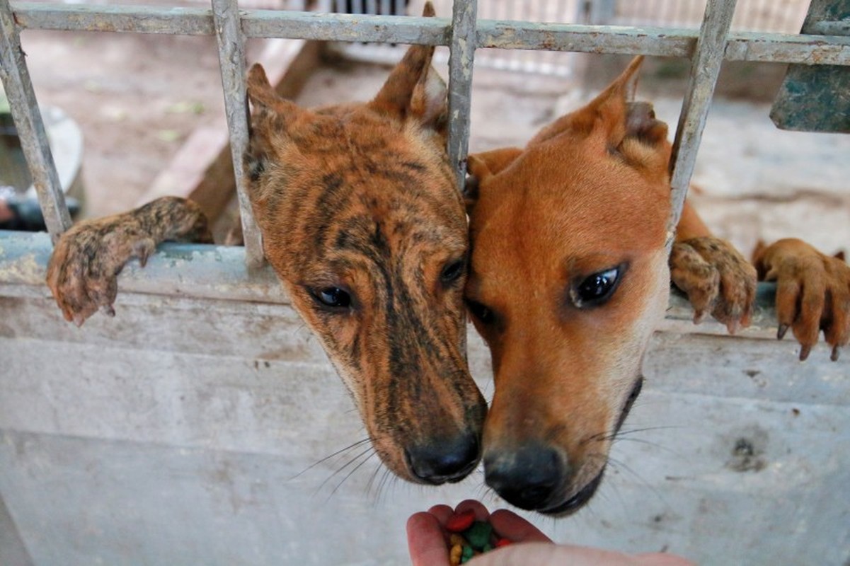 Dieu bat ngo o trang trai cho Phu Quoc tien ty-Hinh-3