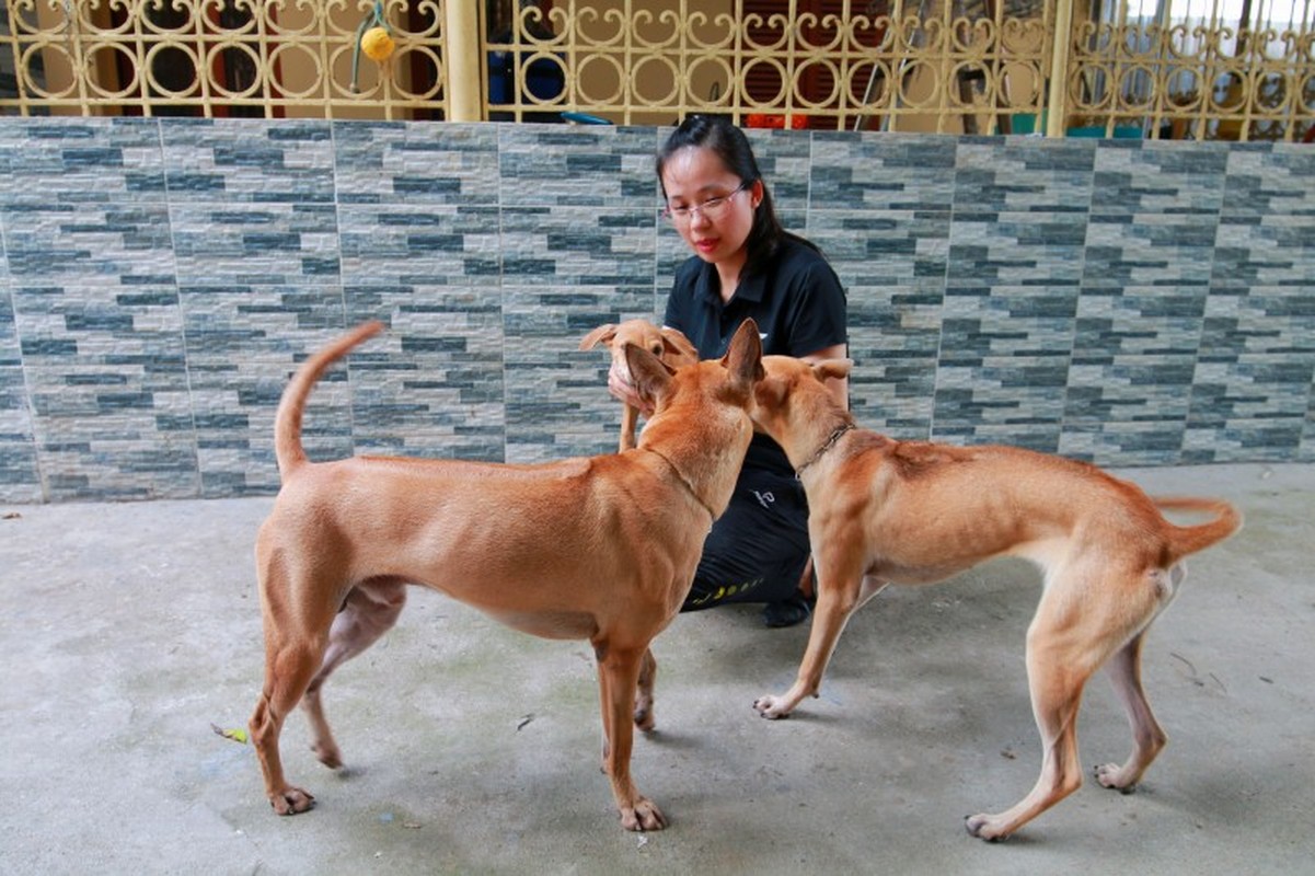 Dieu bat ngo o trang trai cho Phu Quoc tien ty-Hinh-4