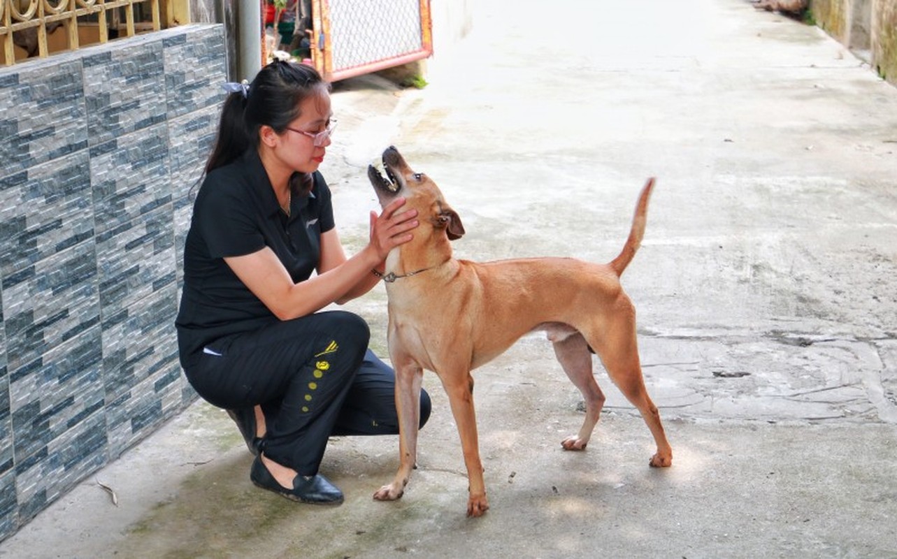 Dieu bat ngo o trang trai cho Phu Quoc tien ty-Hinh-8