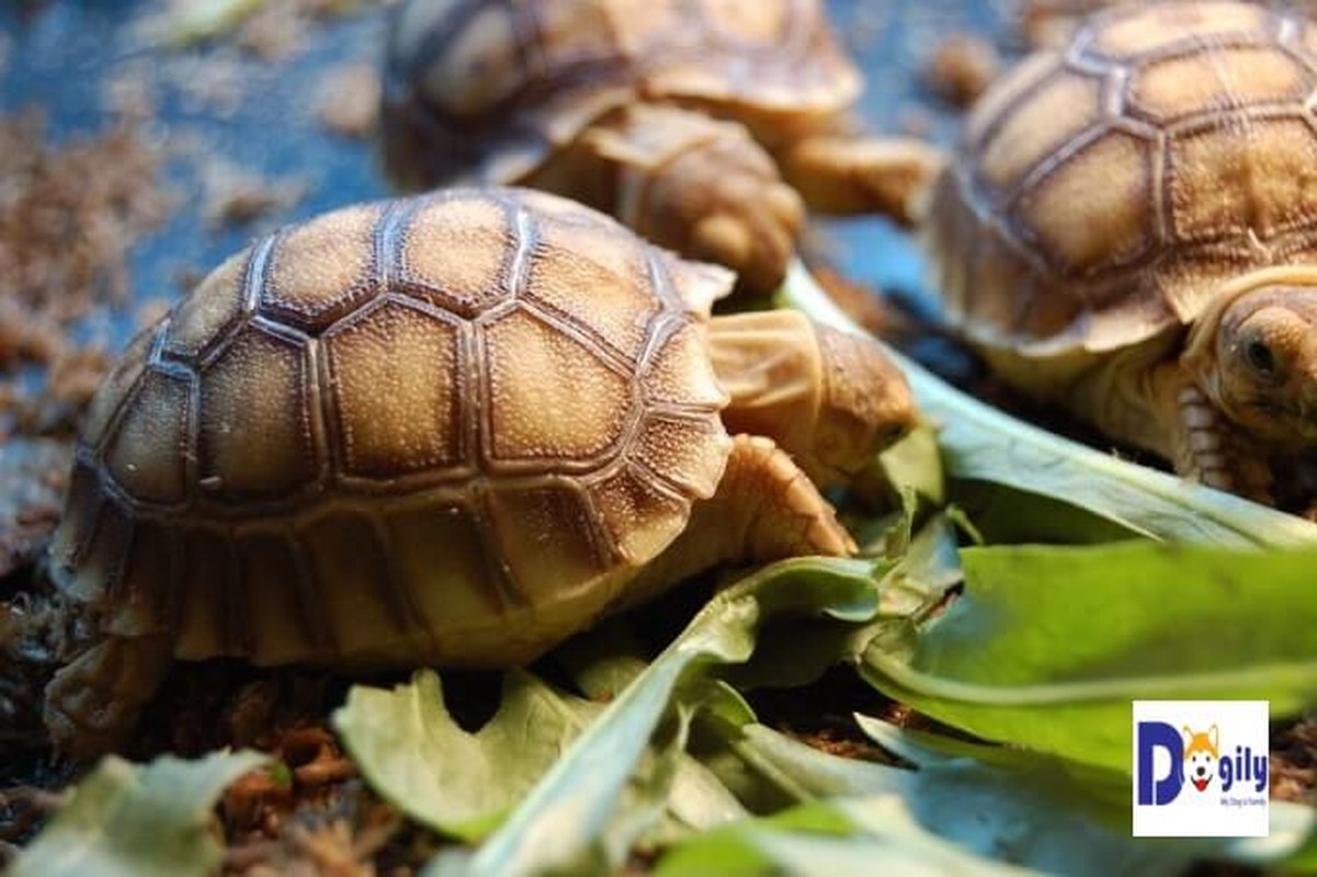 Rua Sulcata 