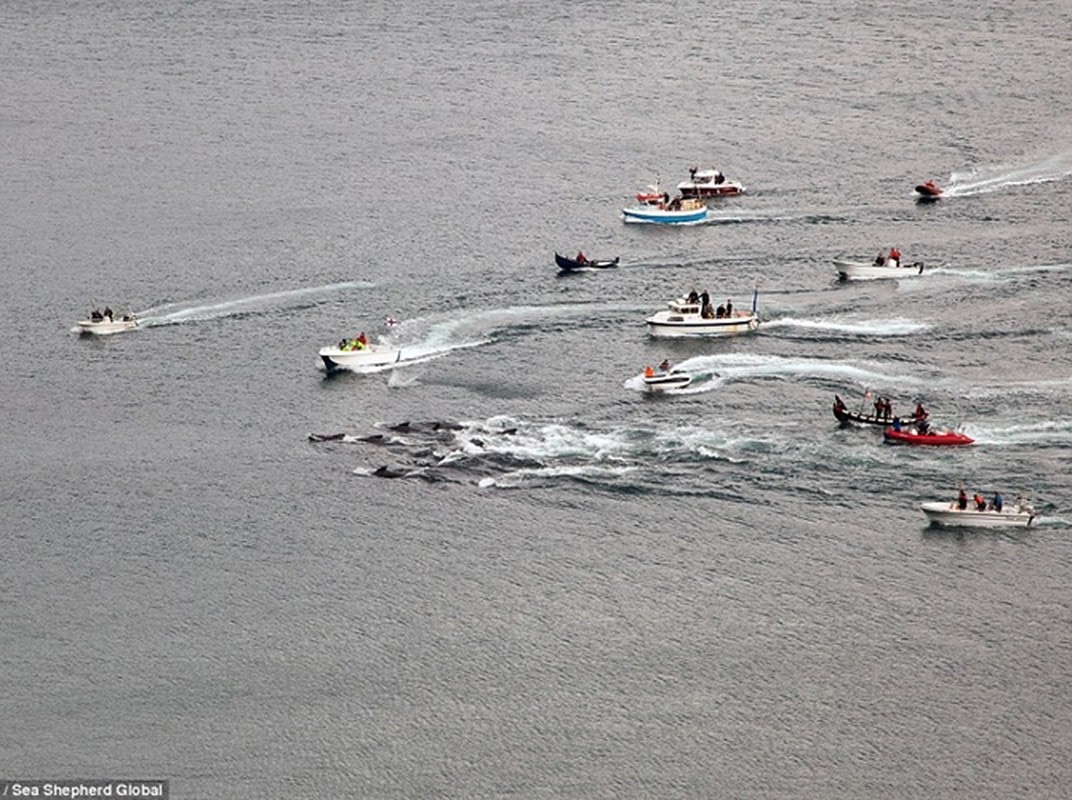 Tham sat ca voi khung khiep o Faroe Islands