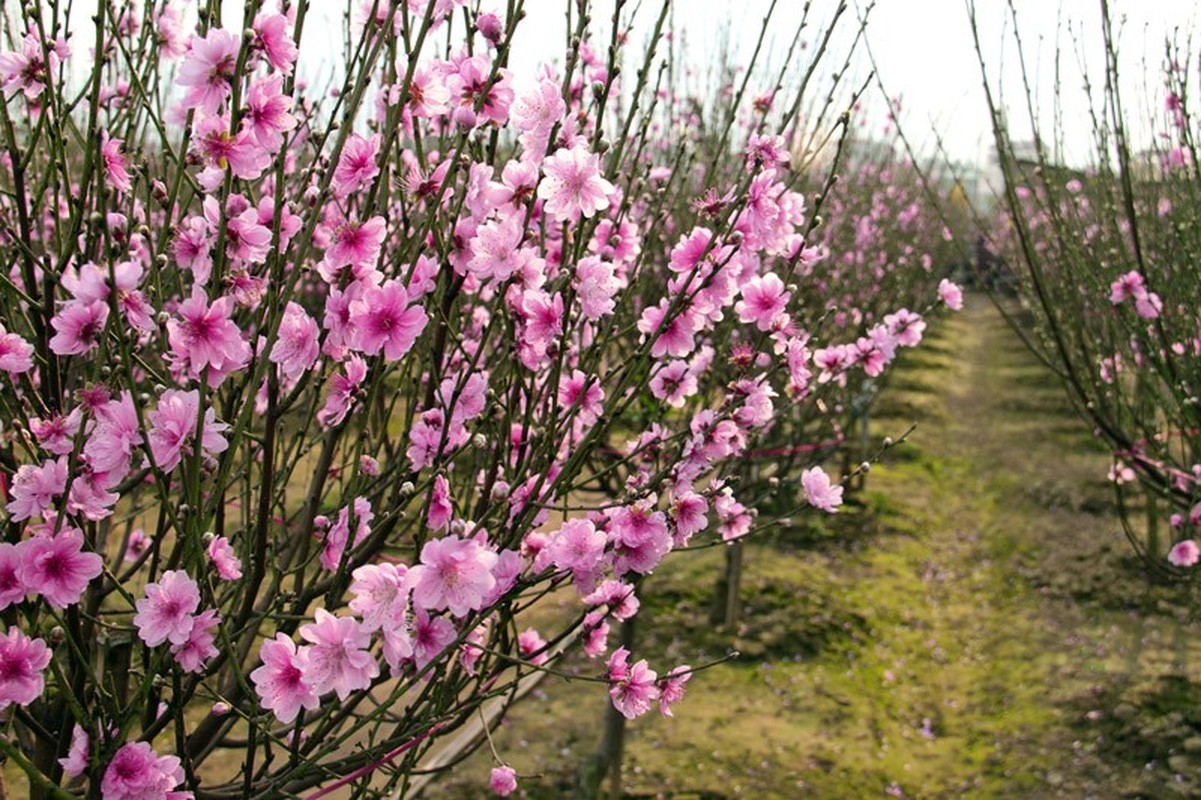 Y nghia bat ngo 9 loai hoa choi Tet duoi ta khi, hut tai loc-Hinh-2