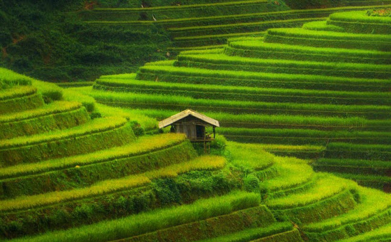 Mu Cang Chai lot top dia diem sac mau nhat the gioi-Hinh-2