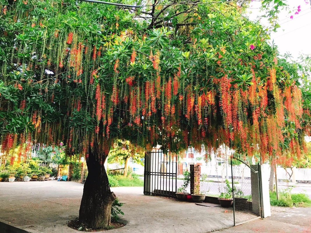 6 loai cay trong truoc cua nha tang loc khi giau co, con cai hieu thuan-Hinh-11