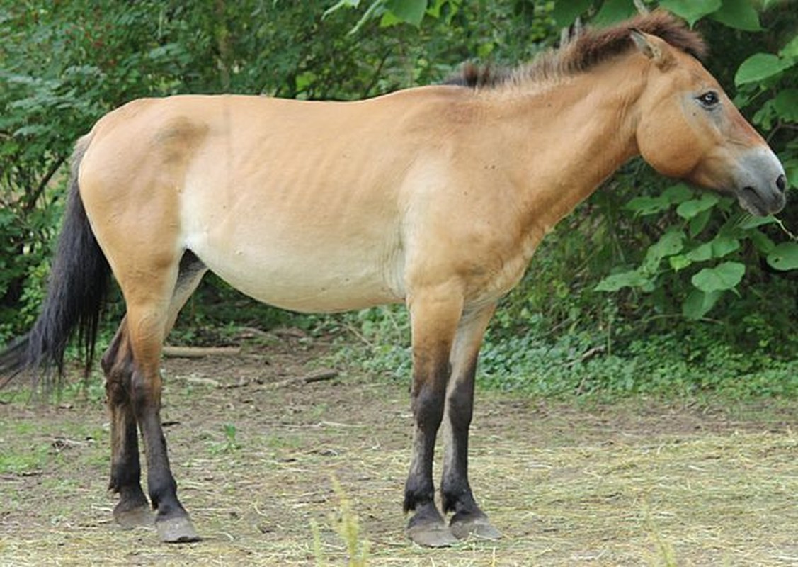 Ky dieu nhung dong vat tuyet chung bat ngo hoi sinh tu coi chet-Hinh-7