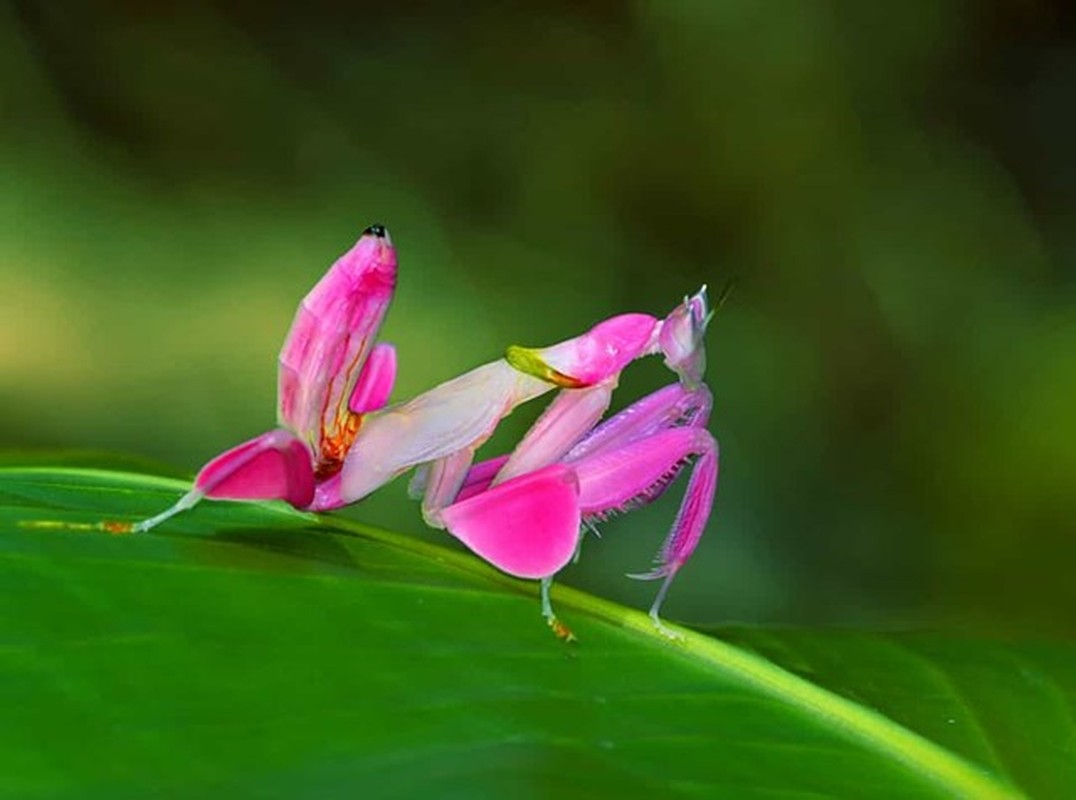 Nhung dong vat hoang da sac so nhat trai dat, nhin la 