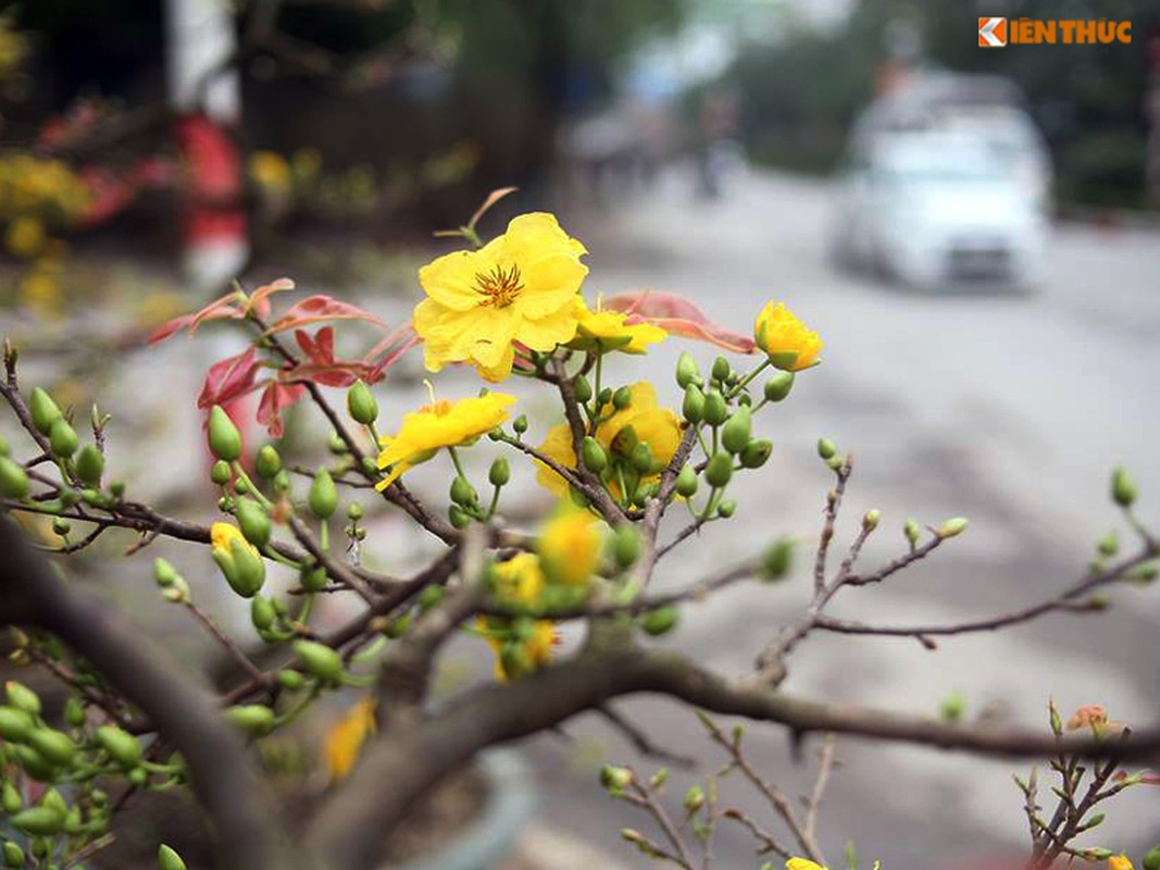 Hoa mai vang bung no ruc ro o Ha Noi ngay can Tet-Hinh-7