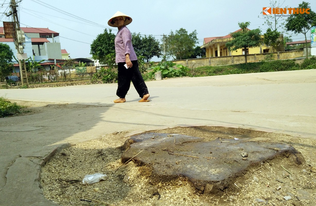 Can canh hang loat cay xanh bi chat ha de don via he Ha Noi-Hinh-11