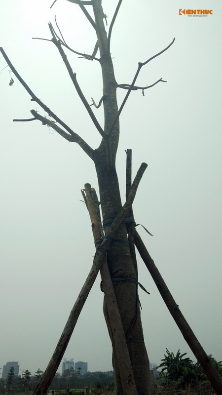 Anh: Hang loat cay xanh chet kho cho do de nguoi o Ha Noi-Hinh-14