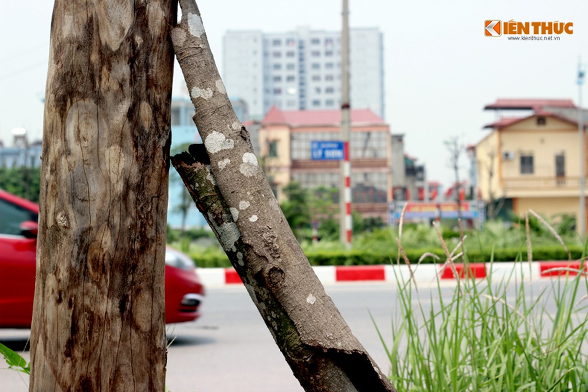 Anh: Hang loat cay xanh chet kho cho do de nguoi o Ha Noi-Hinh-3