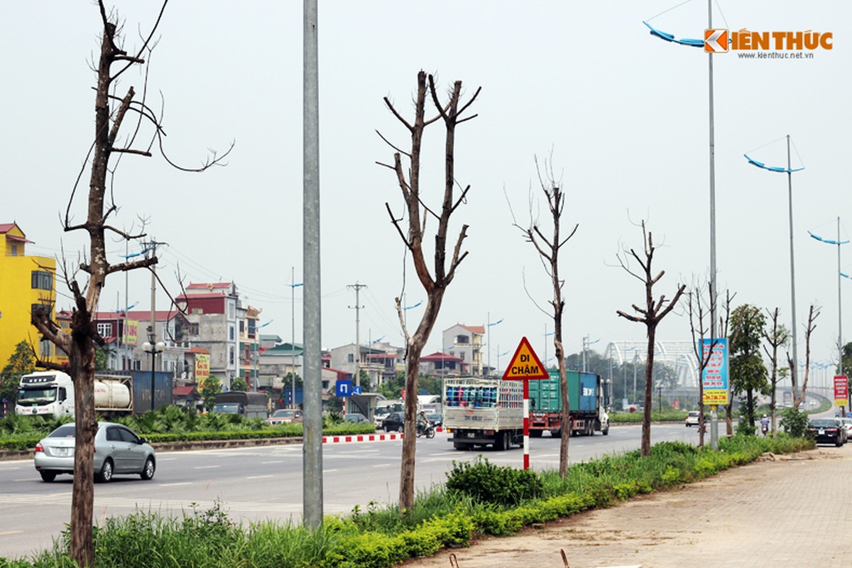 Anh: Hang loat cay xanh chet kho cho do de nguoi o Ha Noi