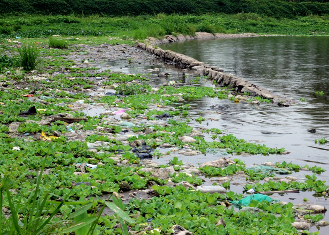 Kinh hai canh o nhiem ho nuoc o cong vien do thi lon nhat Viet Nam-Hinh-6