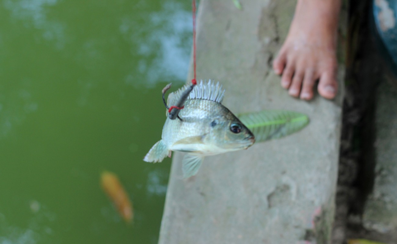 Tet thieu nhi cua nhung dua tre di gat lua cung bo me o Ha Noi-Hinh-11