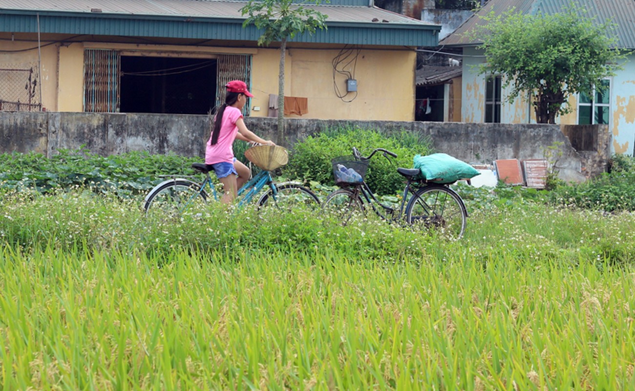 Tet thieu nhi cua nhung dua tre di gat lua cung bo me o Ha Noi-Hinh-2