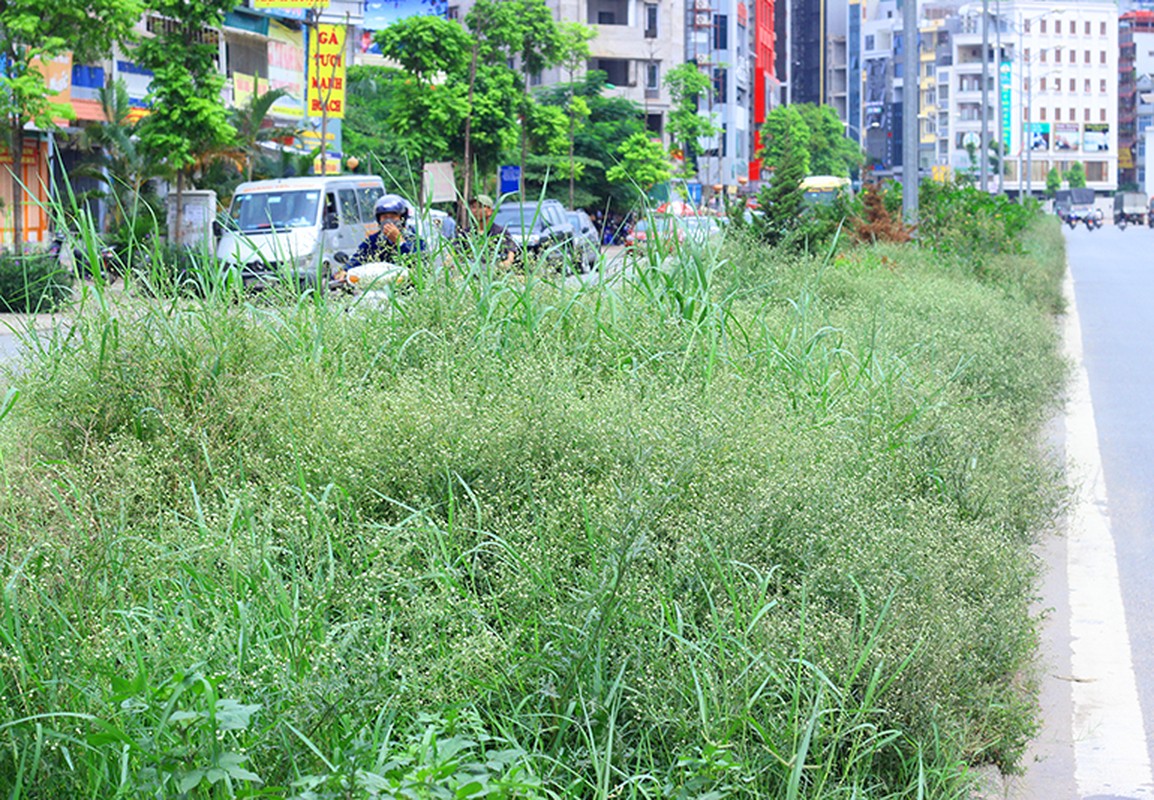 Anh: Co dai xam chiem pho, Ha Noi bien thanh dong que