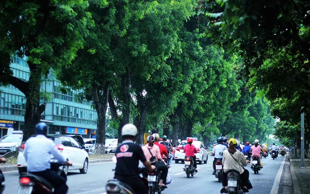 Tiec ngan ngo nhin hang cay duong Kim Ma sap bi &quot;tram&quot;-Hinh-12