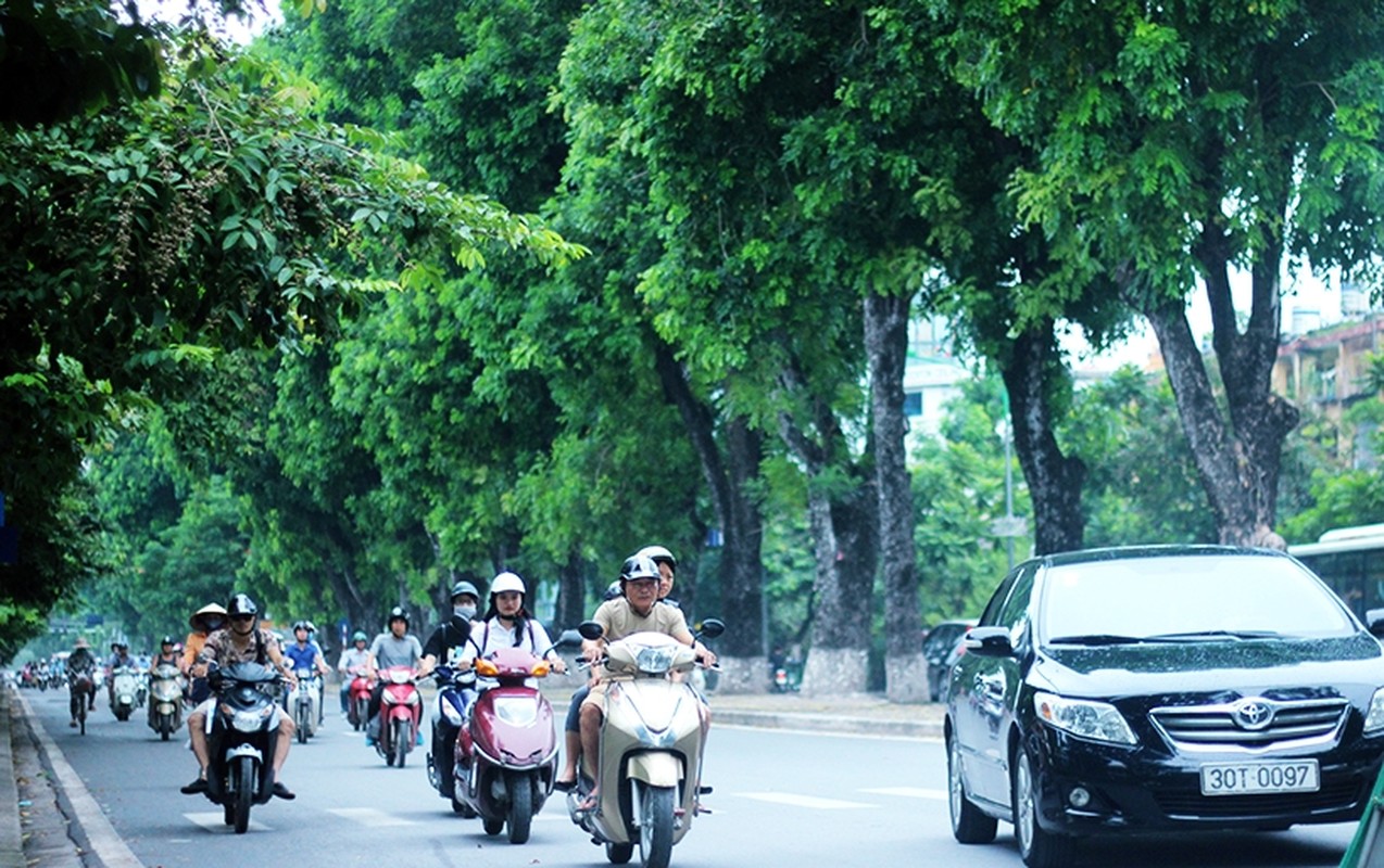 Tiec ngan ngo nhin hang cay duong Kim Ma sap bi &quot;tram&quot;-Hinh-13