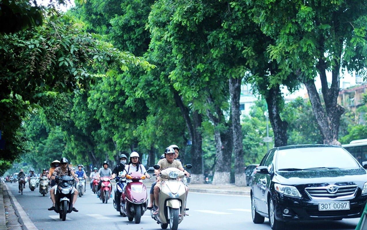 Anh: Cong tac chuan bi chat ha, di doi 130 cay xanh duong Kim Ma-Hinh-10