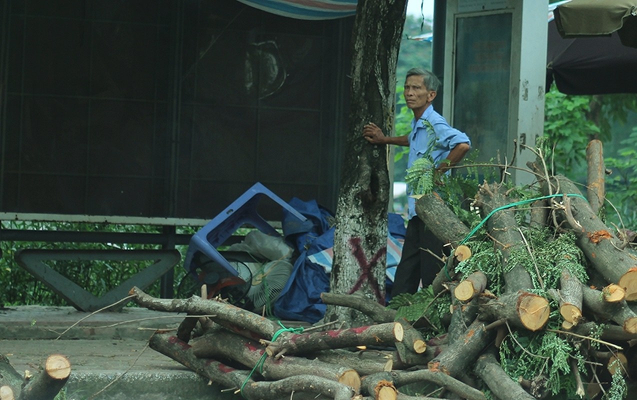 Anh: Cong tac chuan bi chat ha, di doi 130 cay xanh duong Kim Ma-Hinh-8