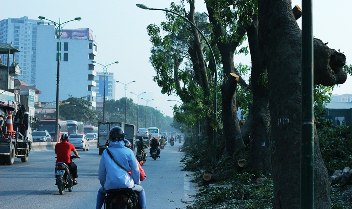 1000 cay xanh tren duong Pham Van Dong se di ve dau?-Hinh-4