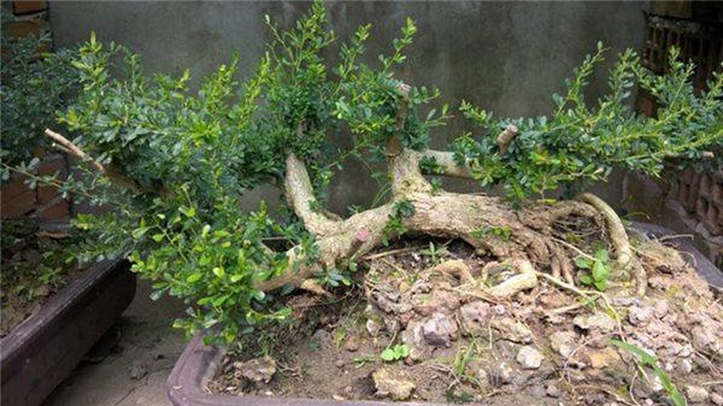 Sam nui bonsai cay cuc quy hiem lai con la cay thuoc o mien Trung-Hinh-2