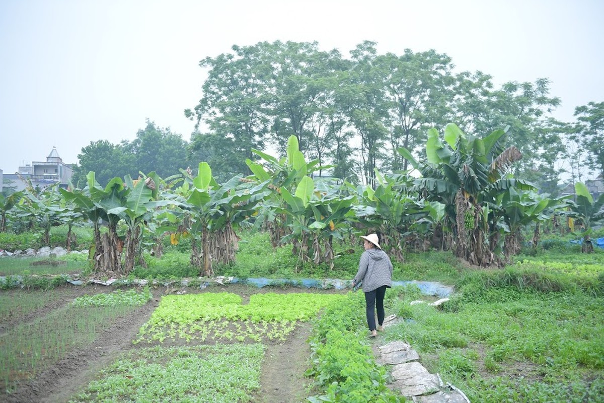 Nghe doc nhat vo nhi: Be la chuoi, 