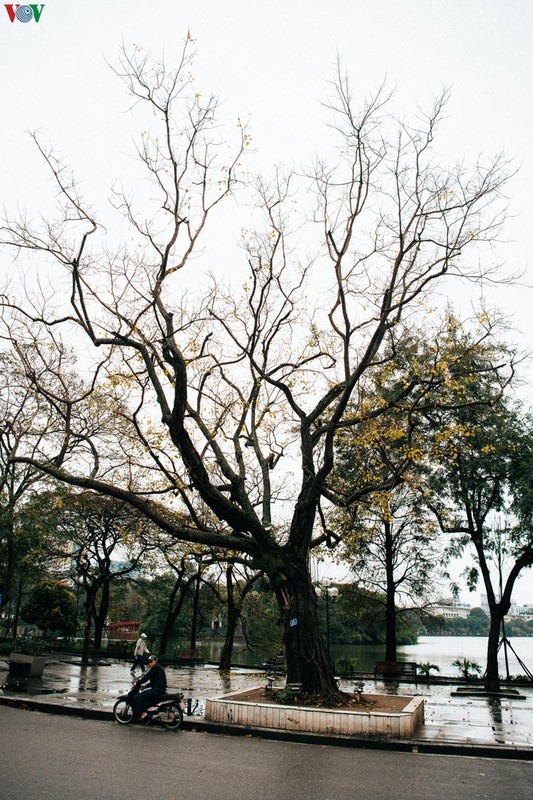 Pho phuong Ha Noi vang ve sau khuyen cao “han che ra duong“-Hinh-6