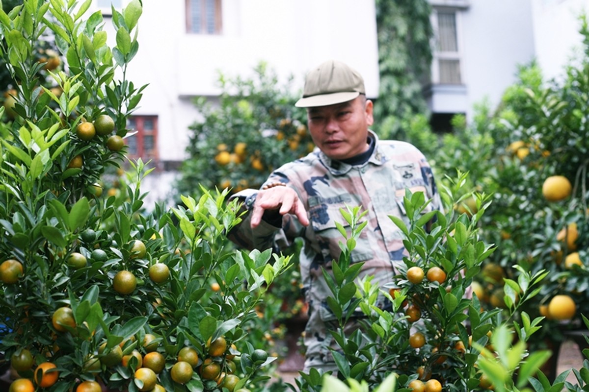 Doc dao “trau cong quat” xuong pho Ha Noi don Tet-Hinh-10