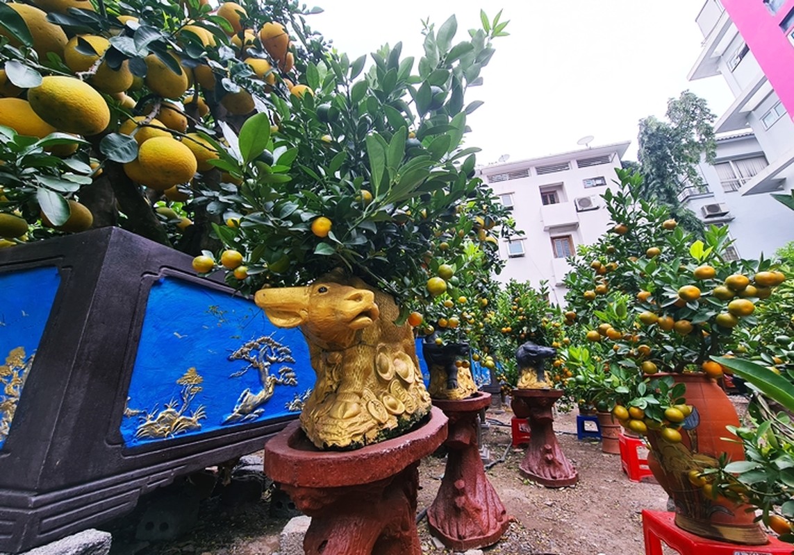 Doc dao “trau cong quat” xuong pho Ha Noi don Tet-Hinh-6