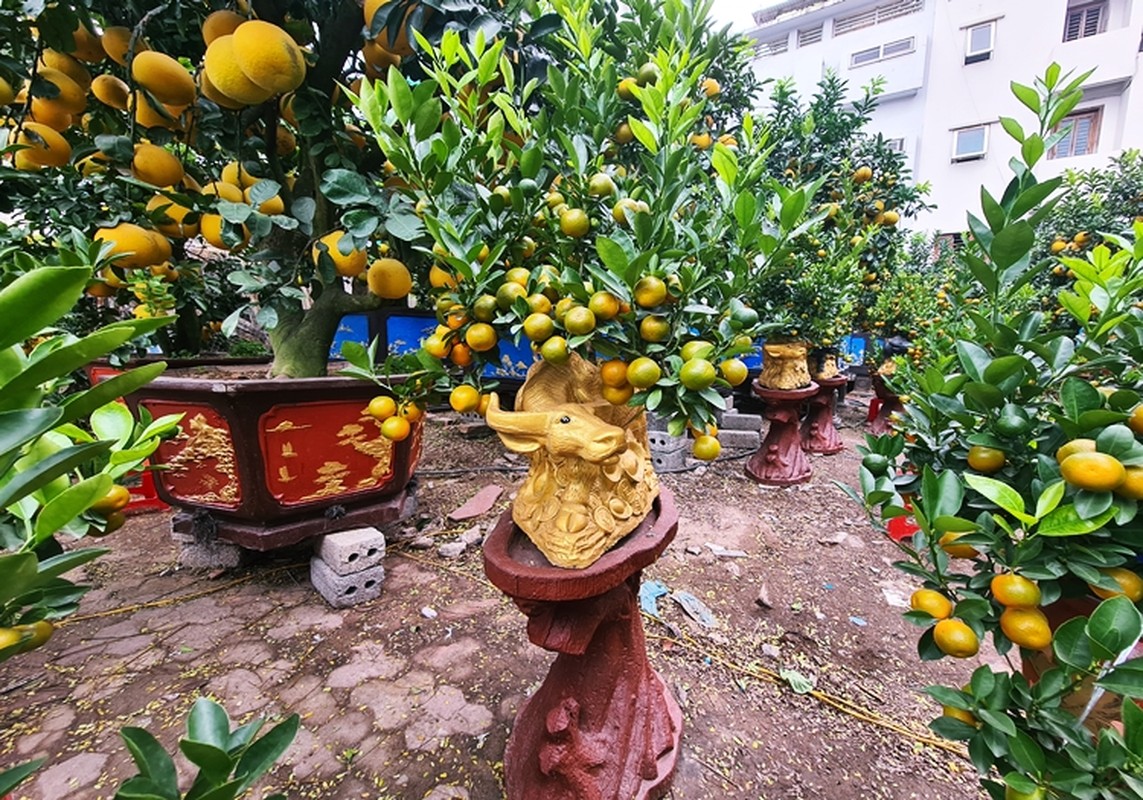 Doc dao “trau cong quat” xuong pho Ha Noi don Tet-Hinh-7