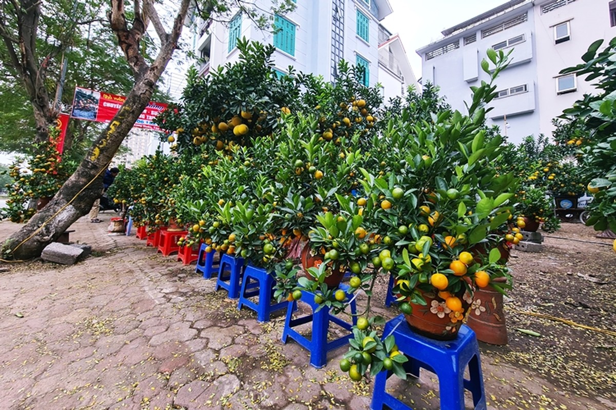 Doc dao “trau cong quat” xuong pho Ha Noi don Tet