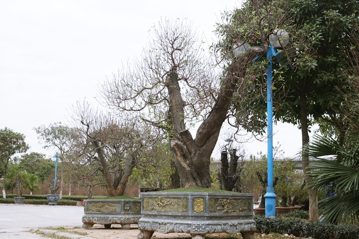 Dao khung gia 100 trieu xuong pho Ha Noi cho khach mua choi Tet-Hinh-10