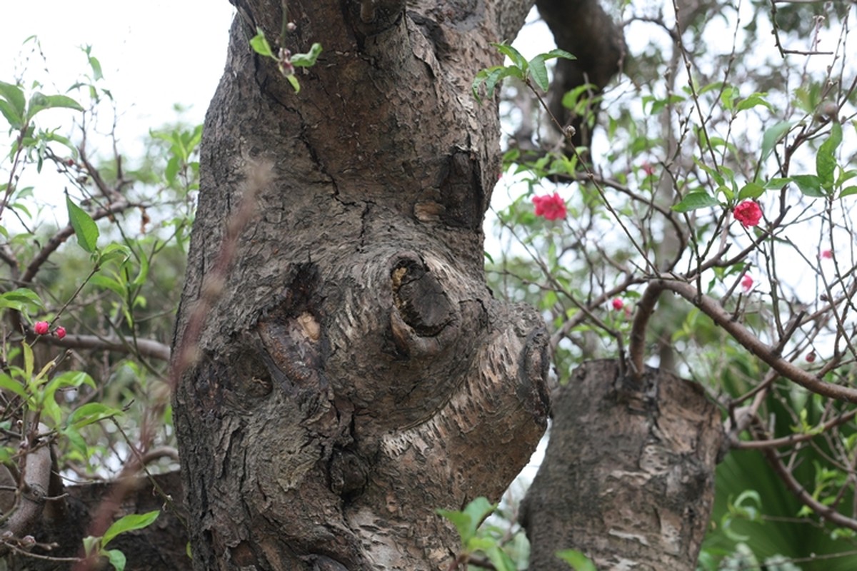 Dao khung gia 100 trieu xuong pho Ha Noi cho khach mua choi Tet-Hinh-6