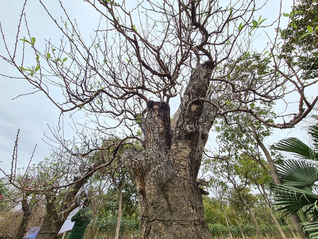 Dao khung gia 100 trieu xuong pho Ha Noi cho khach mua choi Tet-Hinh-8