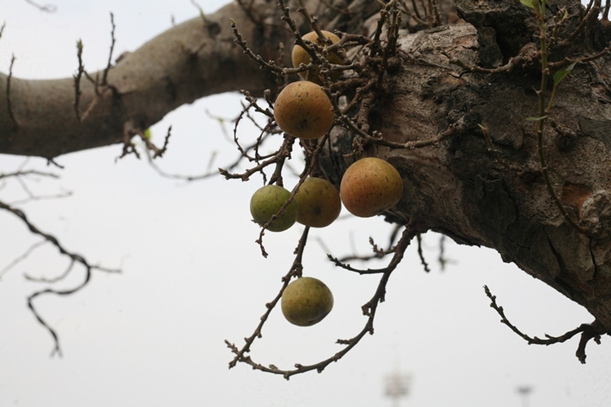 Chau sung, khe, oi co “xep hang” cho dai gia “tau” ve choi Tet-Hinh-4