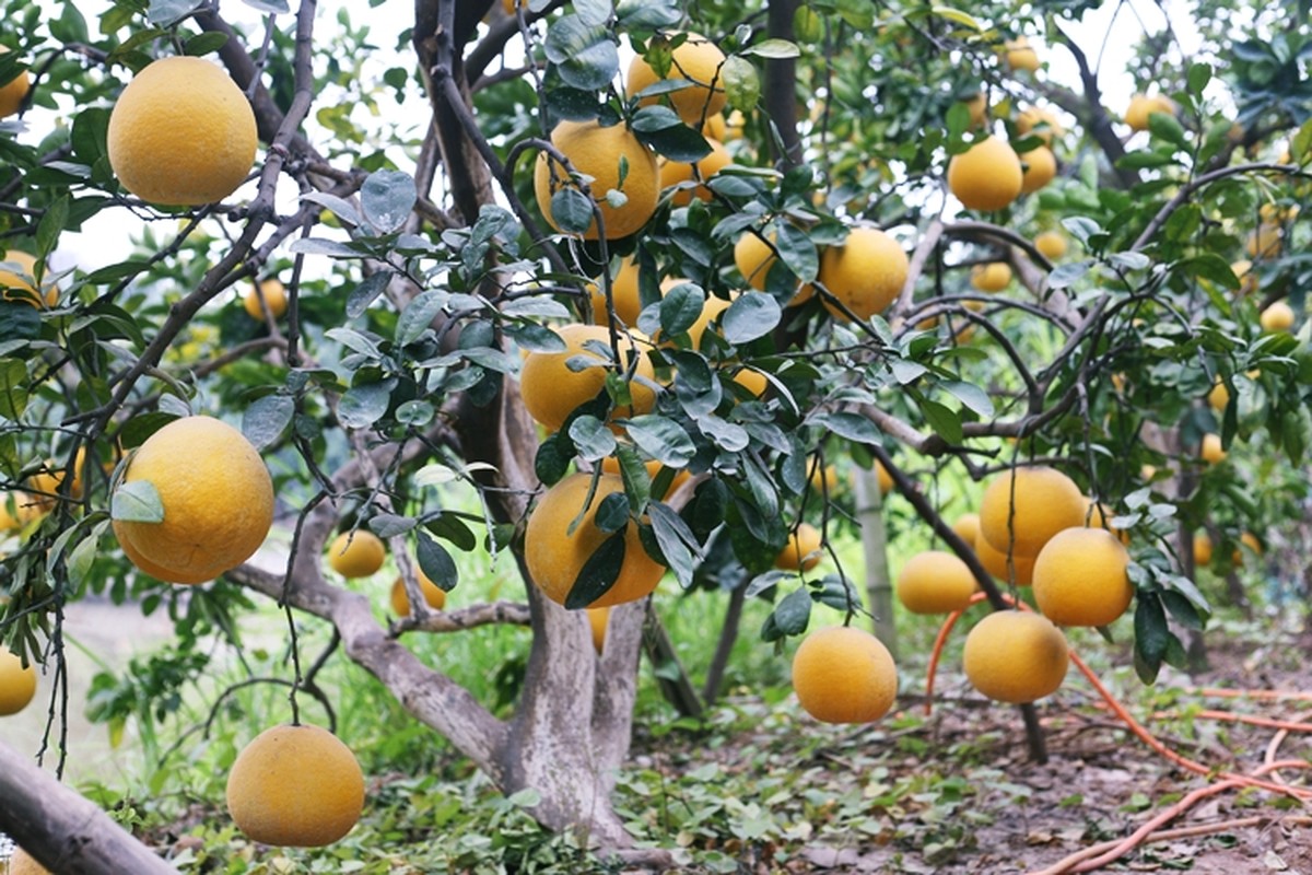 Nong dan trong buoi Dien o Ha Noi kiem tien ty vu Tet-Hinh-3