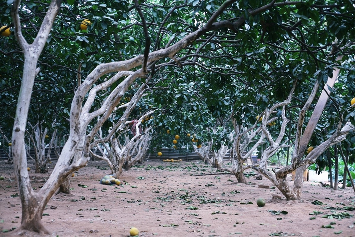 Nong dan trong buoi Dien o Ha Noi kiem tien ty vu Tet-Hinh-11