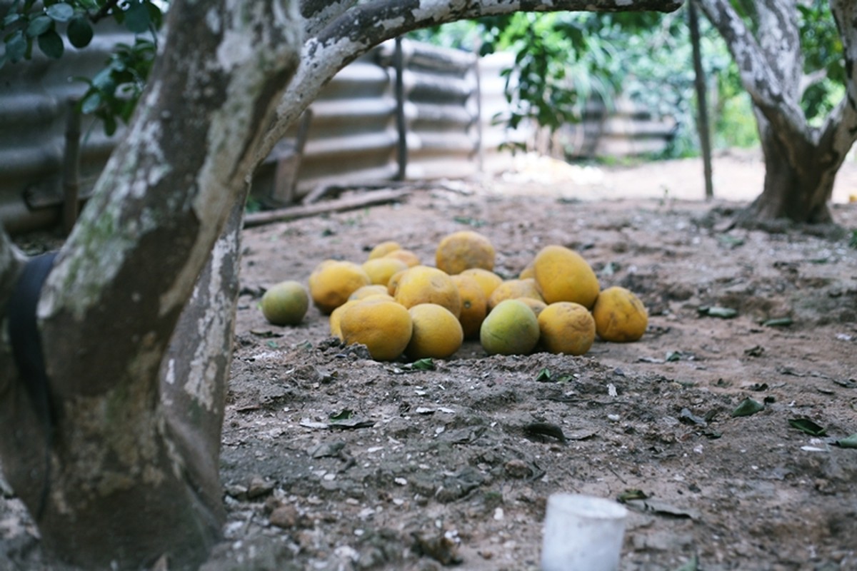 Nong dan trong buoi Dien o Ha Noi kiem tien ty vu Tet-Hinh-5