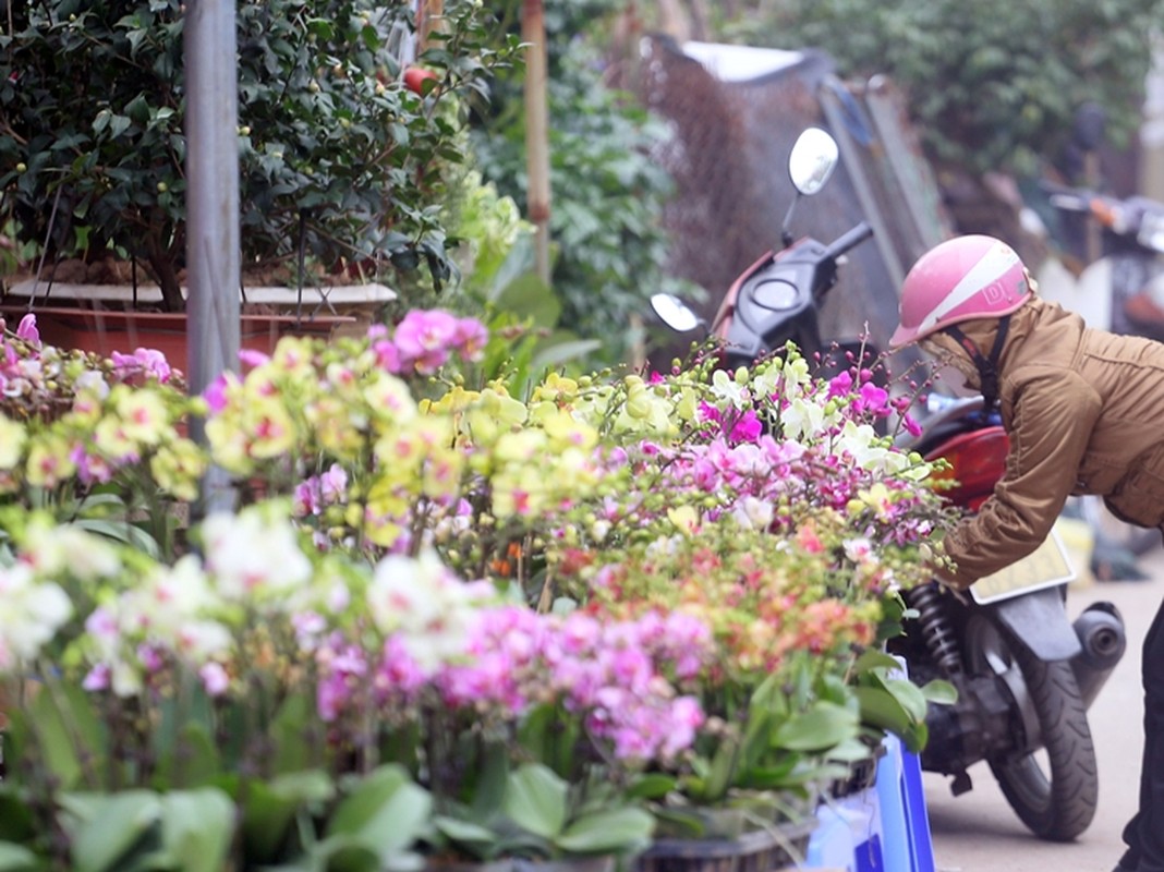 Nguoi dan Ha Noi “tranh nhau” mua cay canh o cho hoa Van Phuc-Hinh-3