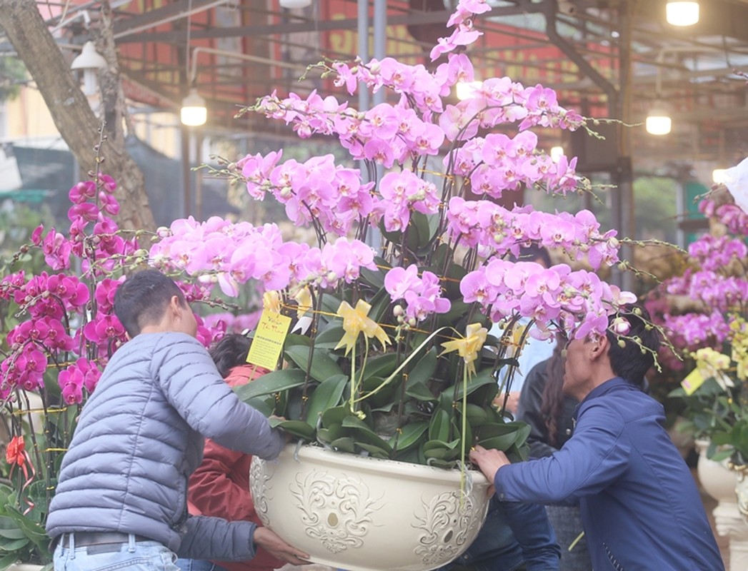 Nguoi dan Ha Noi “tranh nhau” mua cay canh o cho hoa Van Phuc-Hinh-5