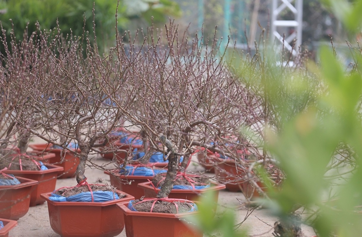 Nguoi dan Ha Noi “tranh nhau” mua cay canh o cho hoa Van Phuc-Hinh-8