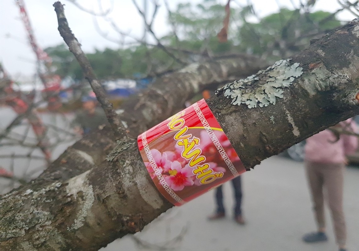 Thay dao vung cao xuong Ha Noi khong “dan tem“... khach ngan ngai-Hinh-7