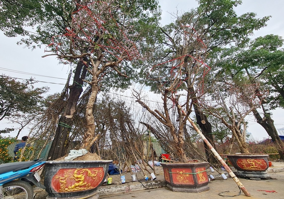 Thay dao vung cao xuong Ha Noi khong “dan tem“... khach ngan ngai-Hinh-9