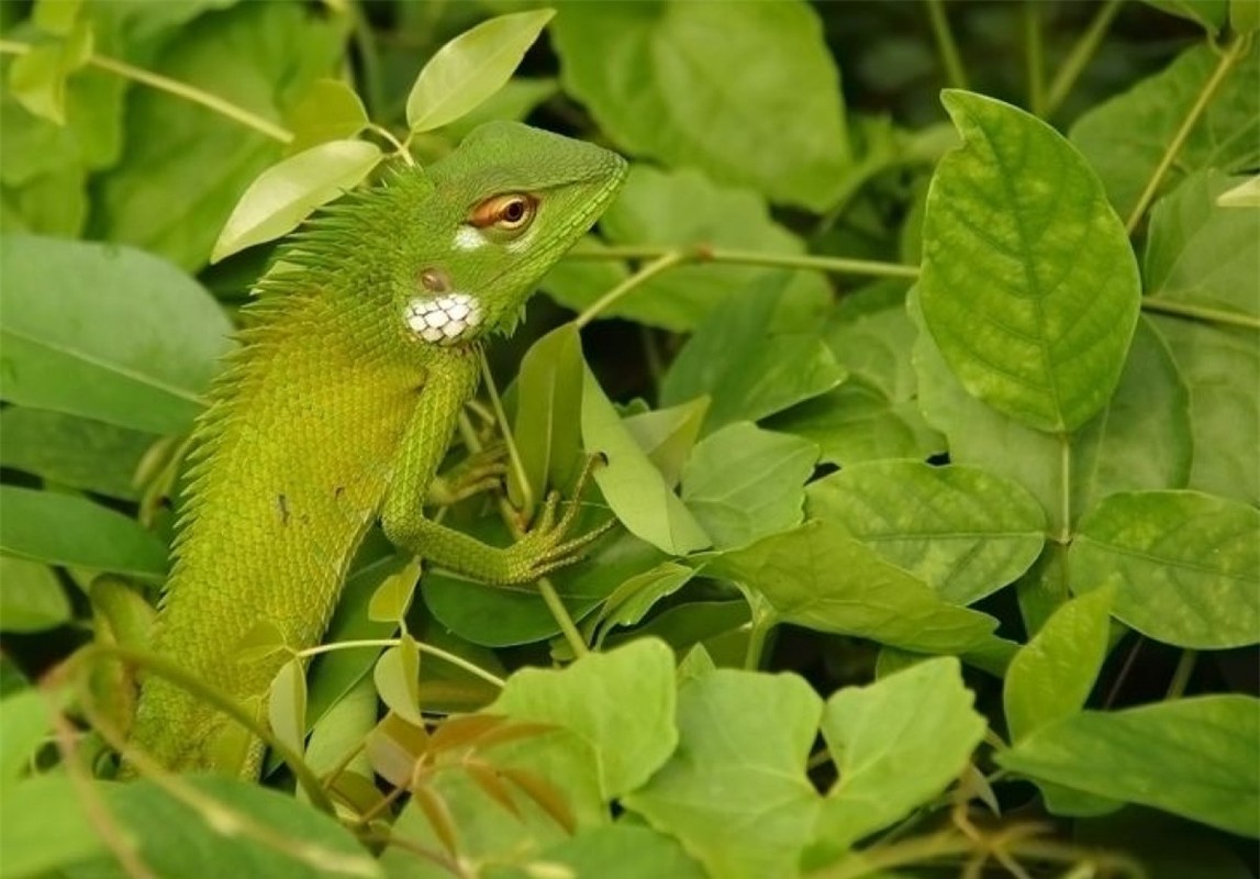 Kha nang nguy trang “sieu dang” cua dong vat trong tu nhien-Hinh-9