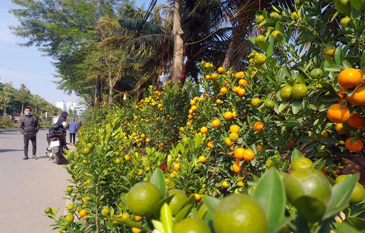 Ha Noi: Hinh anh tram lang o cho hoa Tet tren duong Lac Long Quan-Hinh-6