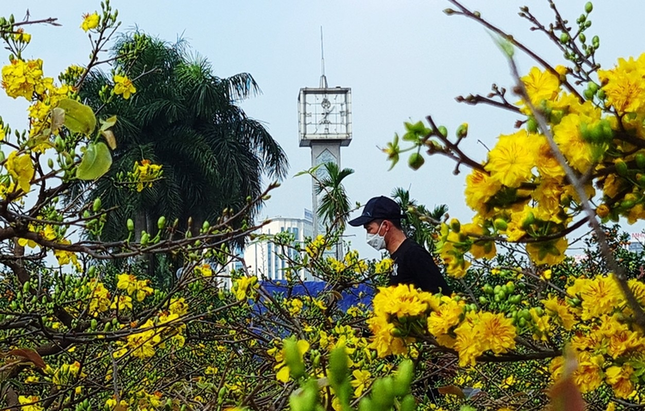 Me man mai vang Binh Dinh khoe sac ruc ro o cho hoa Tet Ha Noi-Hinh-12