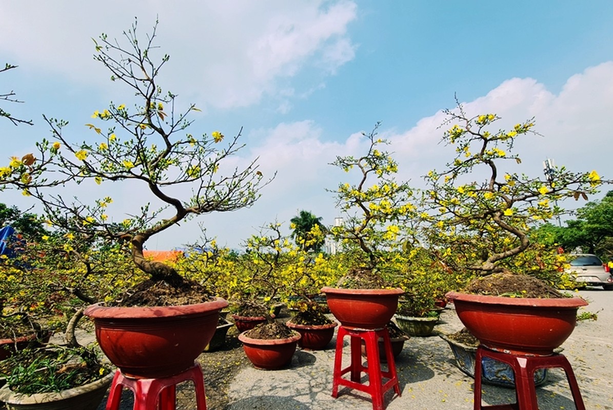 Me man mai vang Binh Dinh khoe sac ruc ro o cho hoa Tet Ha Noi-Hinh-3